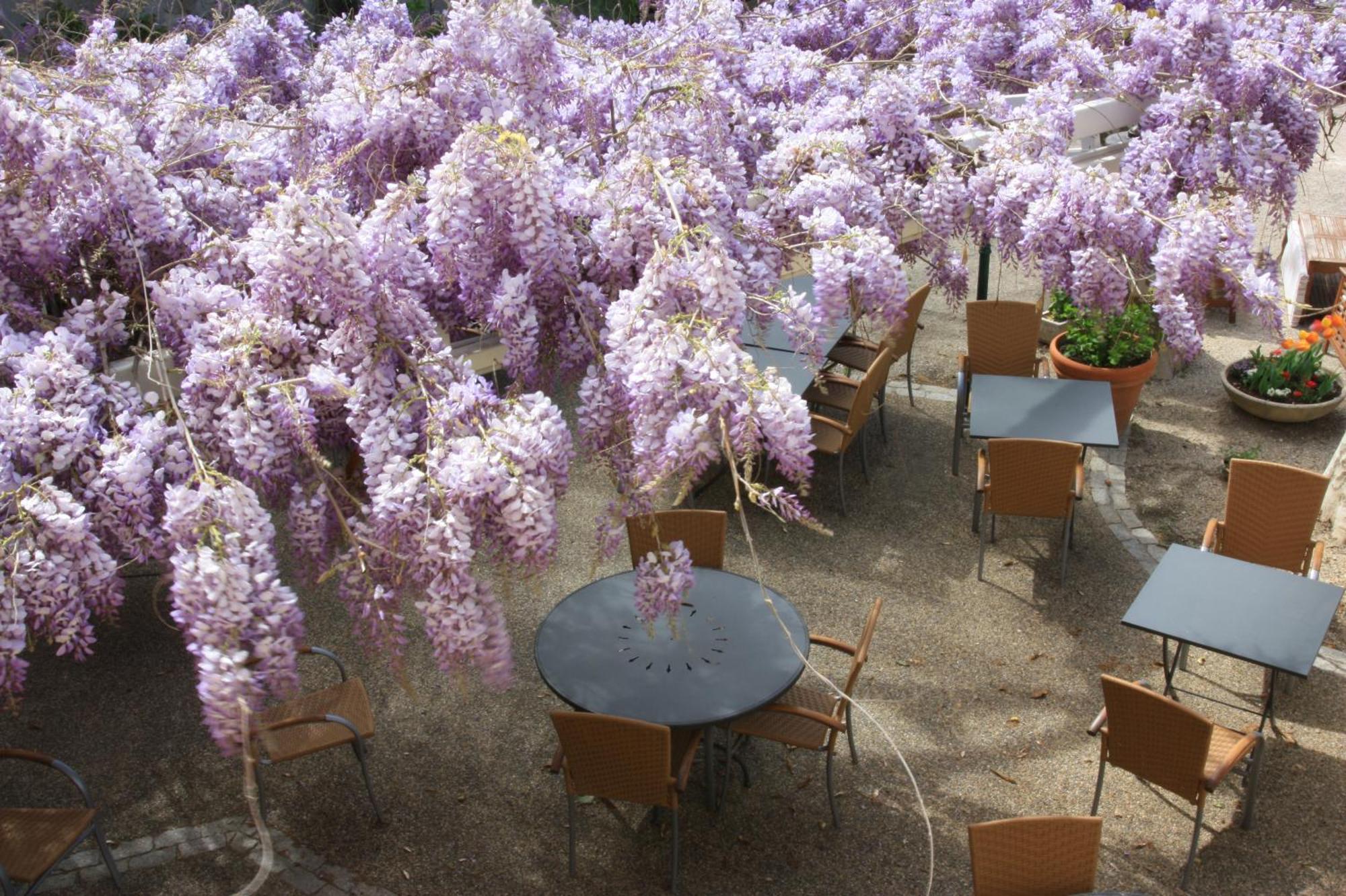 Logis Hotel La Ferme อาวีญง ภายนอก รูปภาพ